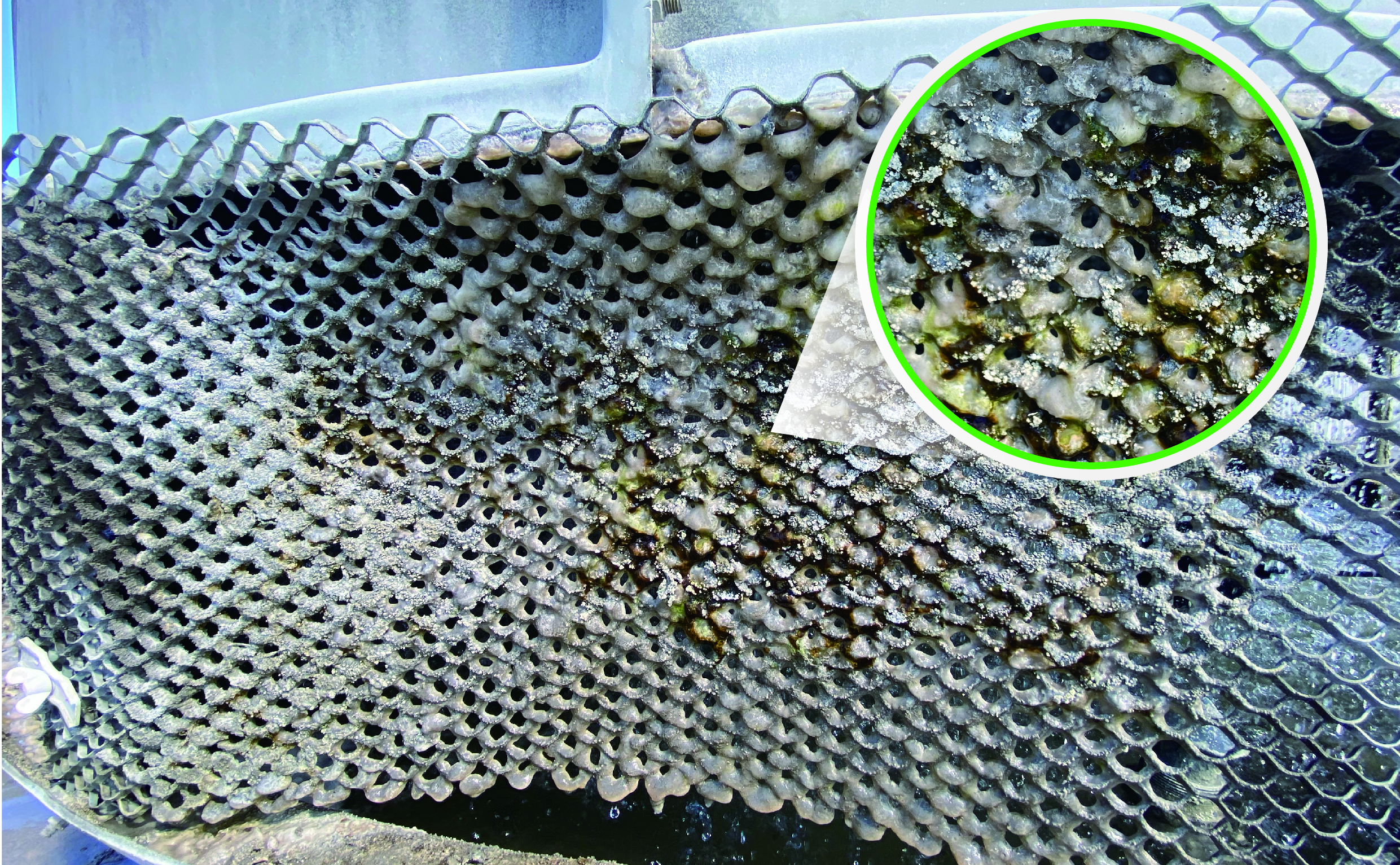 SK-160 + SK-168 投藥後 1 週：殘留物局部放大與附著位置示意